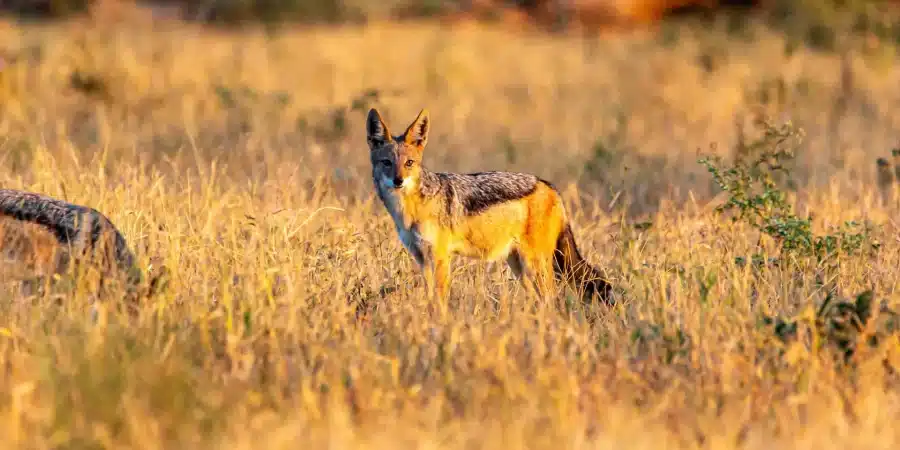 Sibiloi National Park