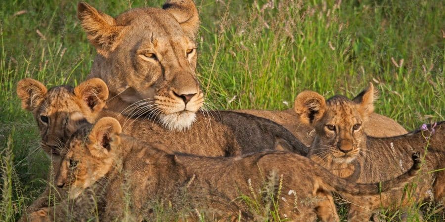 January to March - Samburu National Reserve - Samburu Safaris