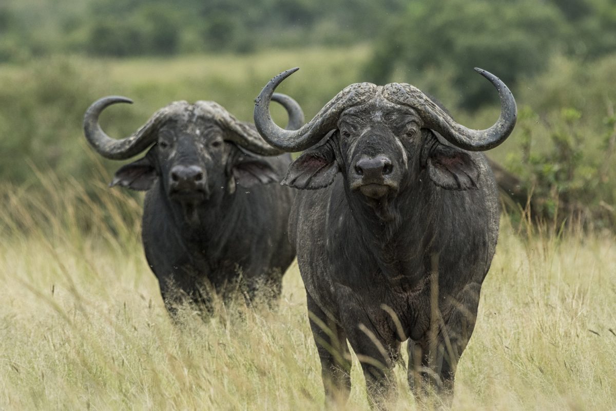 Luxury Big Five Safaris - African Safaris - Buffallo - Cheetah Safaris