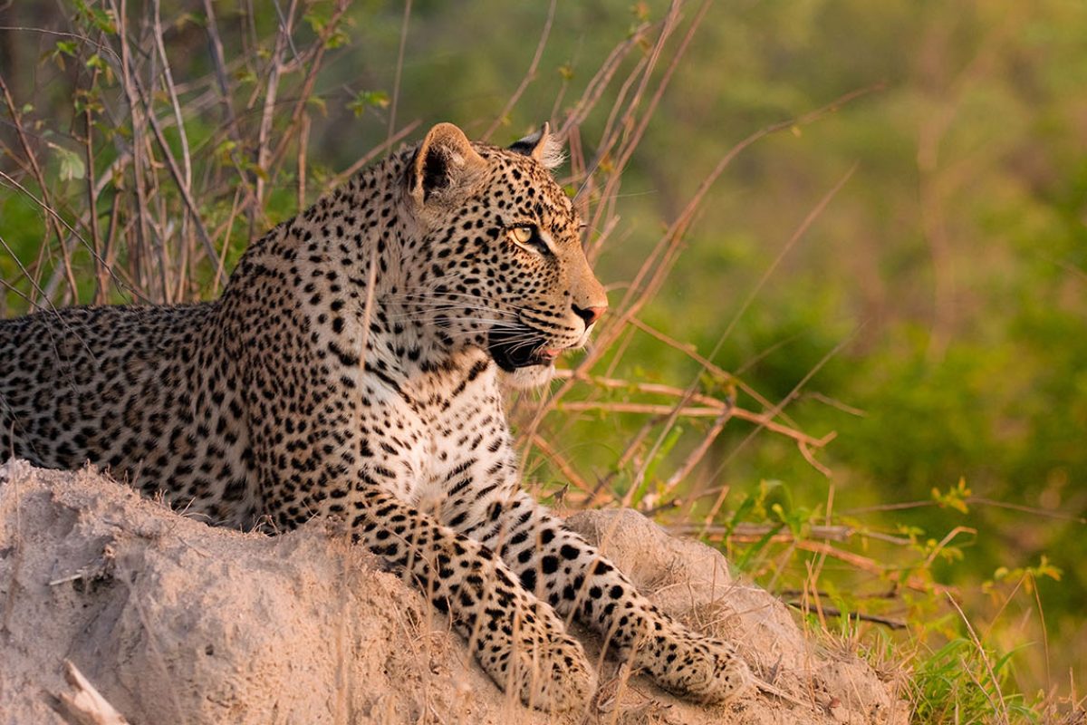 Luxury Big Five Safaris - African Safaris - Leopard - Cheetah Safaris
