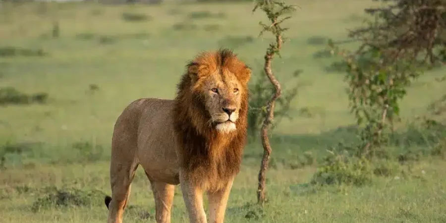 Luxury-Big-Five-Safaris-African-Safaris-Male-Lion-Cheetah-Safaris