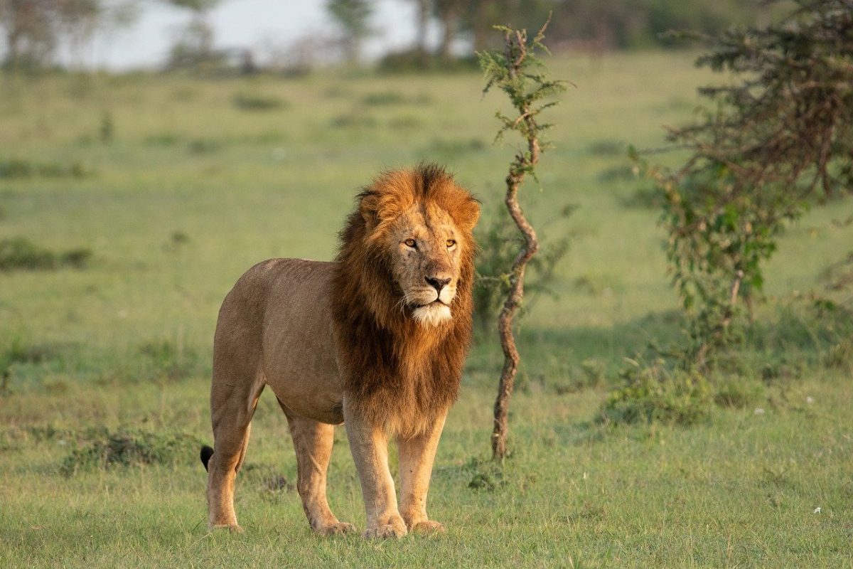 Luxury Big Five Safaris - African Safaris - Male Lion - Cheetah Safaris