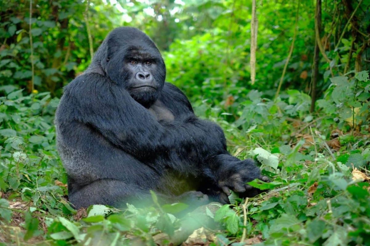 Luxury Rwanda Safaris - Gorilla Trekking - Cheetah Safaris 1