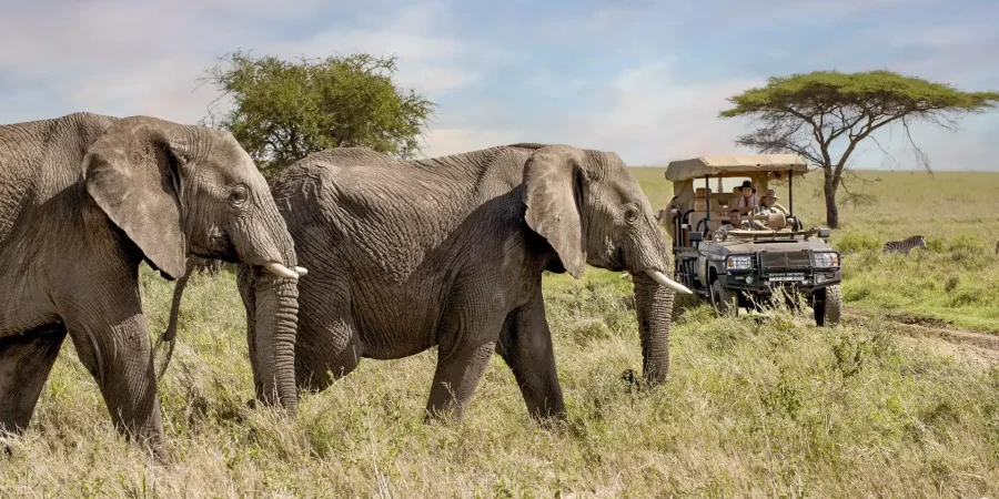 Luxury Serengeti Safari - Tanzania Safaris - Cheetah Safaris