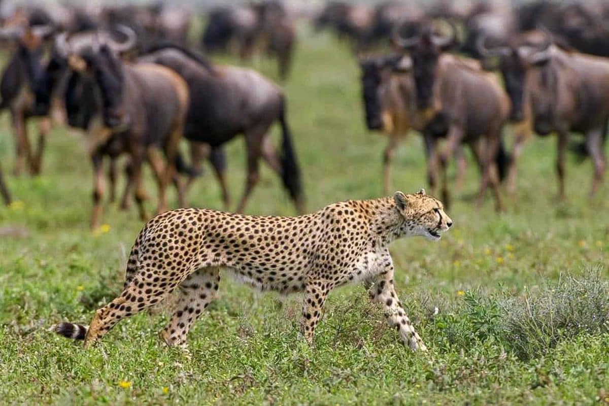 Luxury Serengeti Safaris - Cheetah and Wildebeests - Luxury Tanzania Safaris - Cheetah Safaris