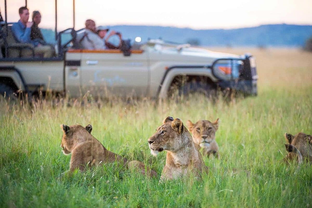 Luxury Serengeti Safaris - Lions - Luxury Tanzania Safaris - Cheetah Safaris
