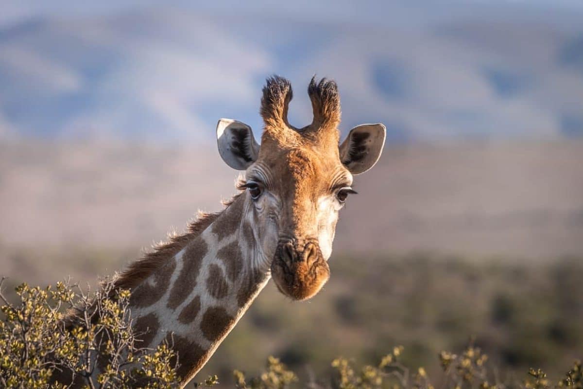 Luxury South Africa Safaris - African Safaris - Giraffe - Cheetah Safaris