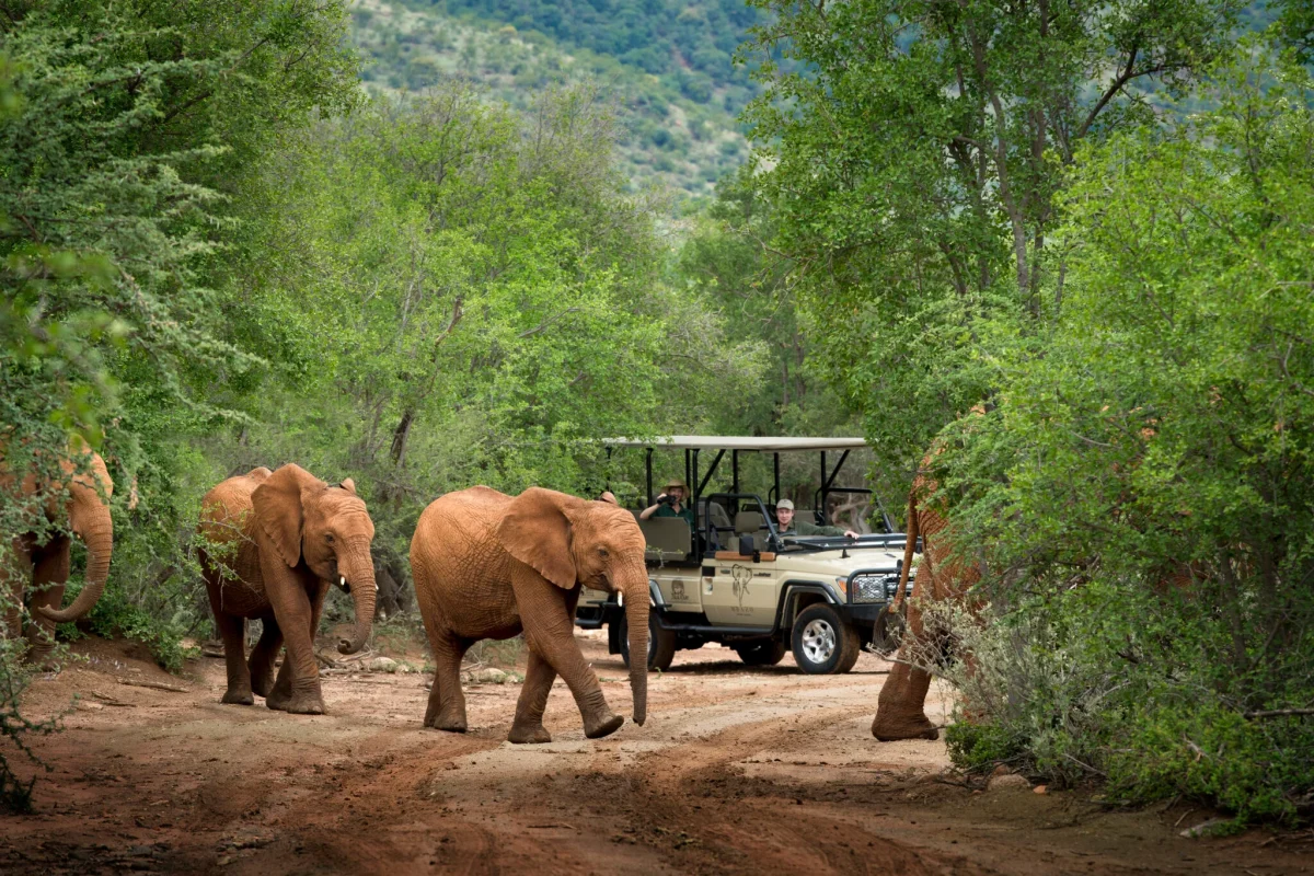 Luxury South Africa Safaris - African Safaris - Kruger - Cheetah Safaris
