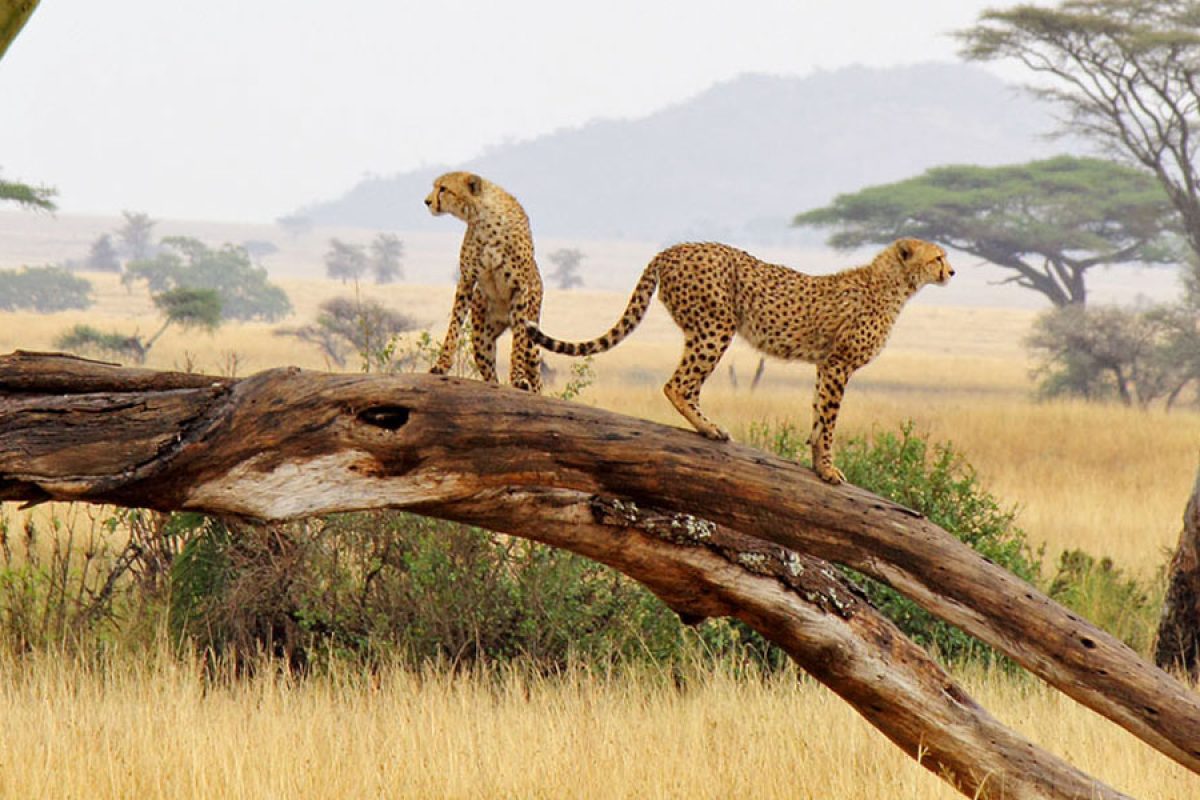 Luxury Tanzania Safaris - Serengeti Safaris - Cheetah Safaris