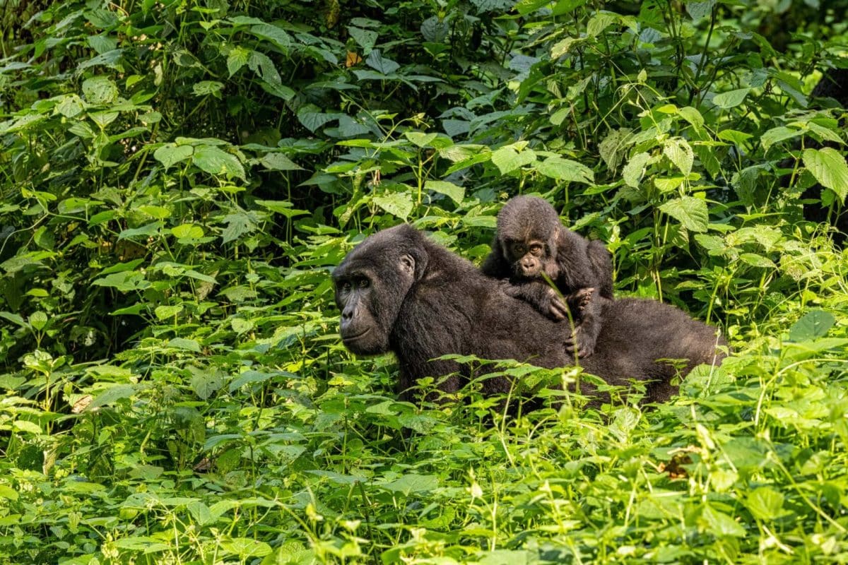 Luxury Uganda Safaris - African Safaris - Gorillas - Cheetah Safaris