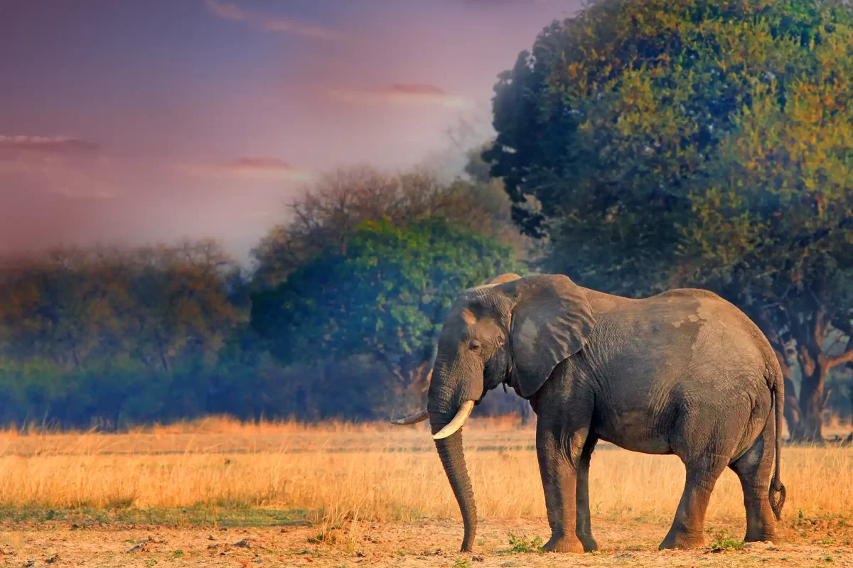 Luxury Zambia Safaris - South Luangwa National Park - African Safaris - Cheetah Safaris