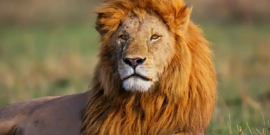 10 Days 9 Nights Kenya Safari