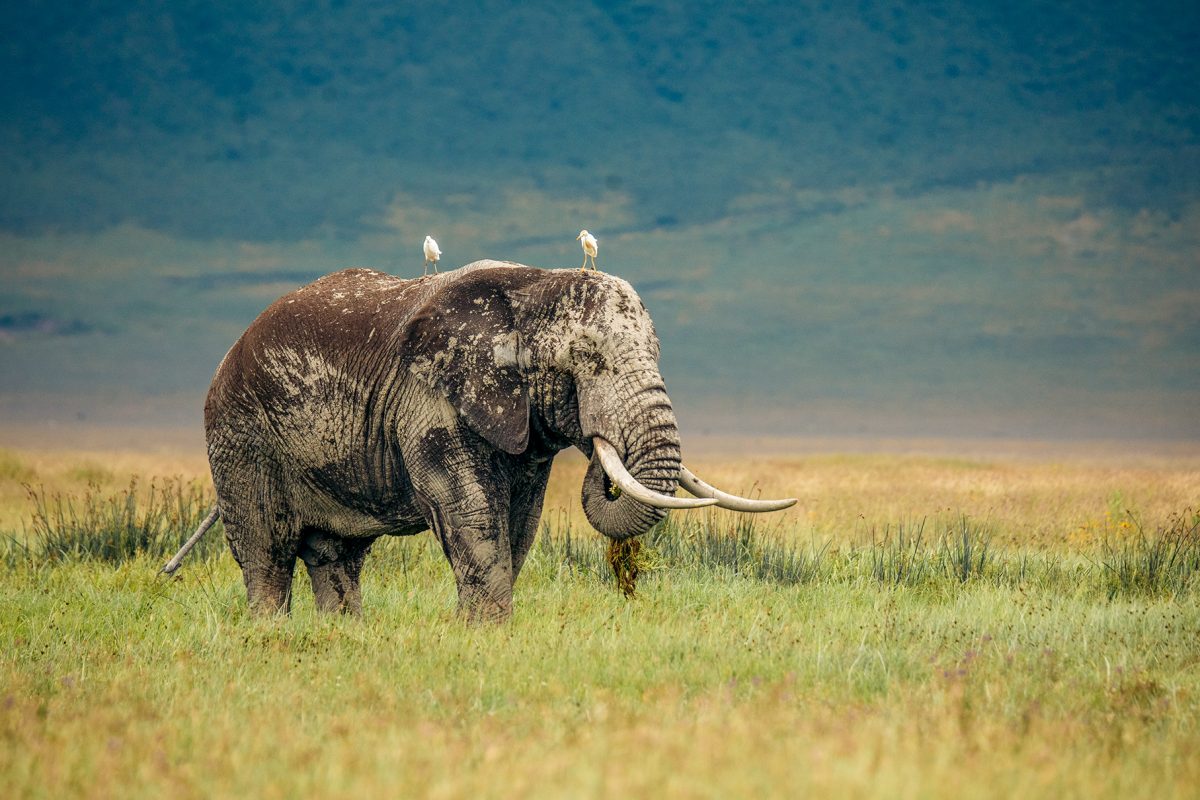 Ngorongoro Safaris - Tanzania Safaris - Elephant - Cheetah Safaris