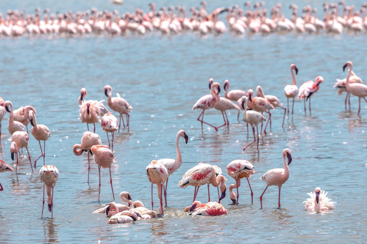 Ngorongoro Safaris - Tanzania Safaris - Flamingos - Cheetah Safaris