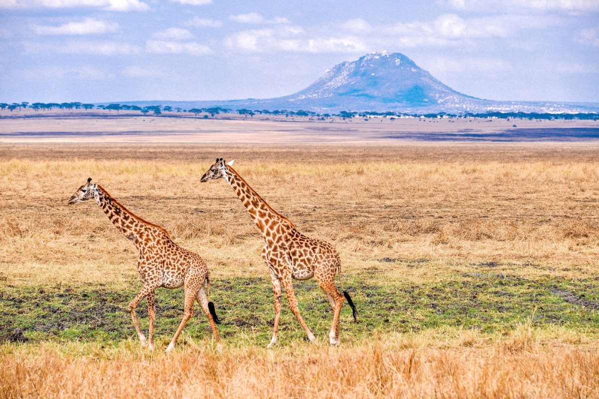 Ngorongoro Safaris - Tanzania Safaris - Giraffes - Cheetah Safaris