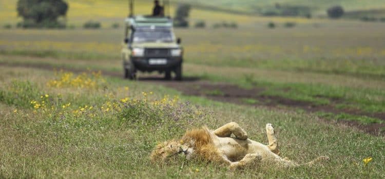 Ngorongoro Crater Safaris – Ngorongoro Safaris – Tanzania Safaris – Cheetah Safaris Ngorongoro Crater Safaris - Ngorongoro Safaris - Tanzania safaris - Cheetah Safaris