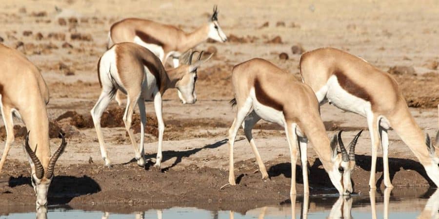 Nxai Pan National Park