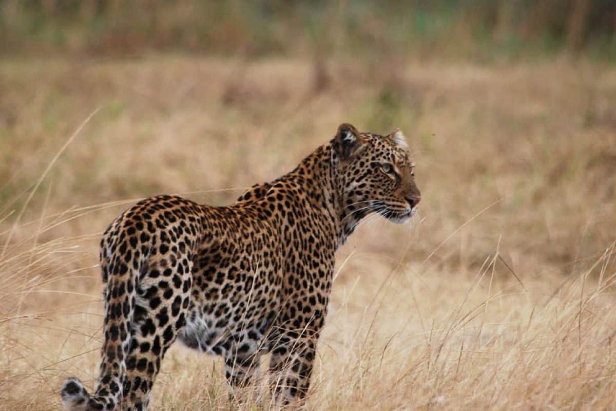 Rwanda National Parks - Akagera - Cheetah Safaris