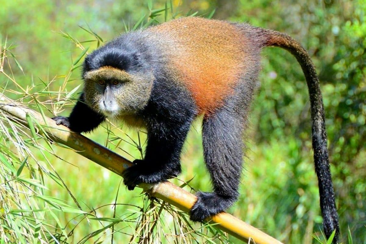 Rwanda National Parks - Volcanoes - Cheetah Safaris