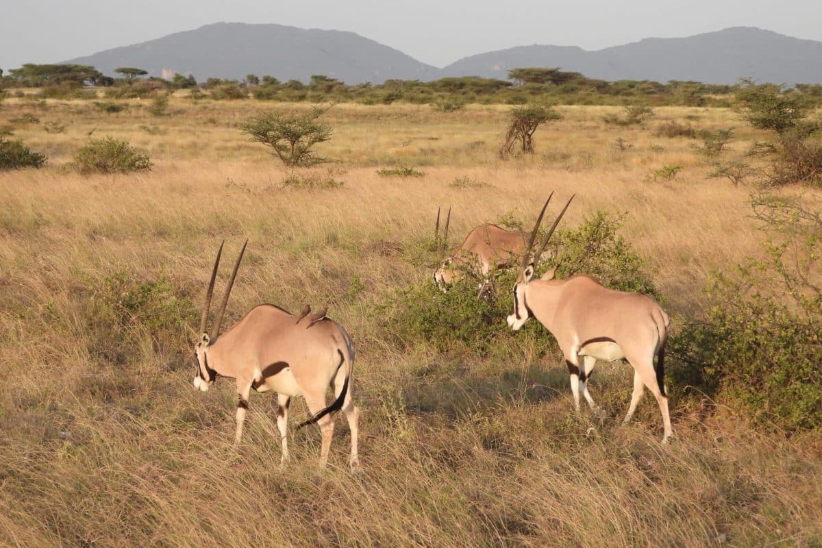 Samburu Safaris - Kenya Safaris - Wildlife - Cheetah Safaris