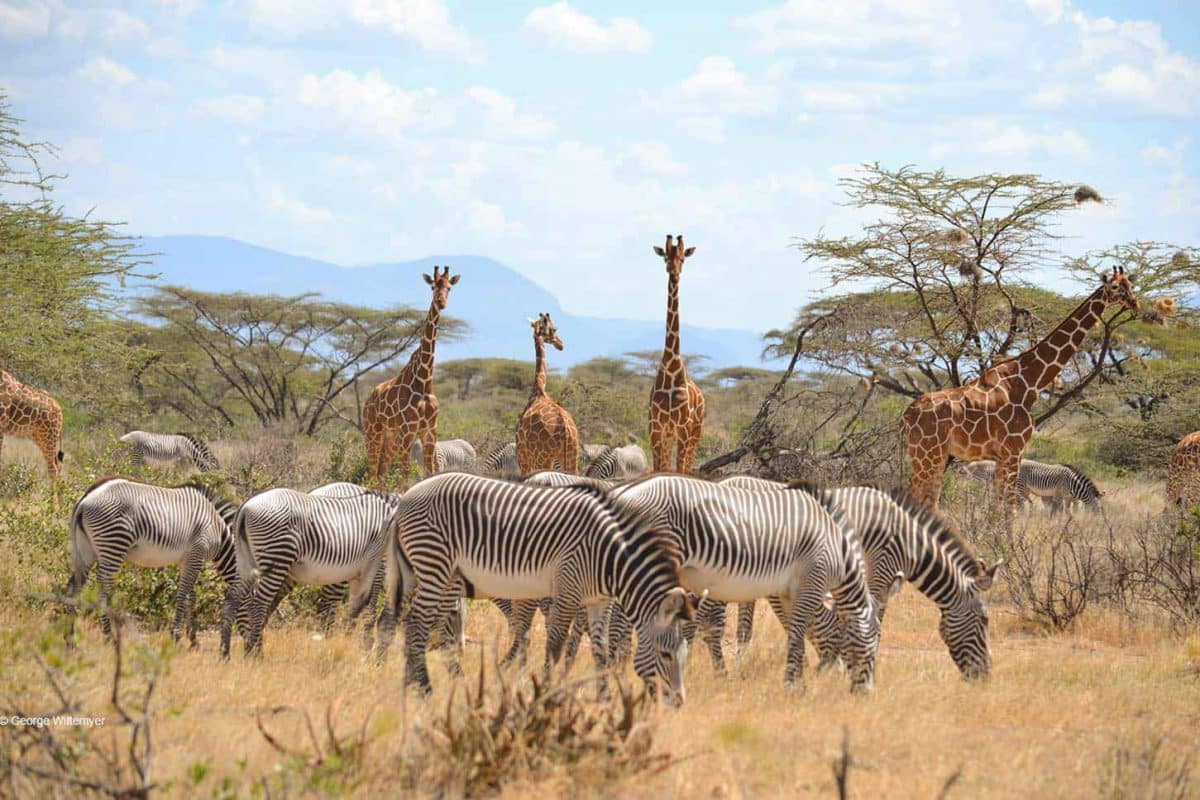 Samburu Safaris - Kenya Safaris - Wildlife - Cheetah Safaris