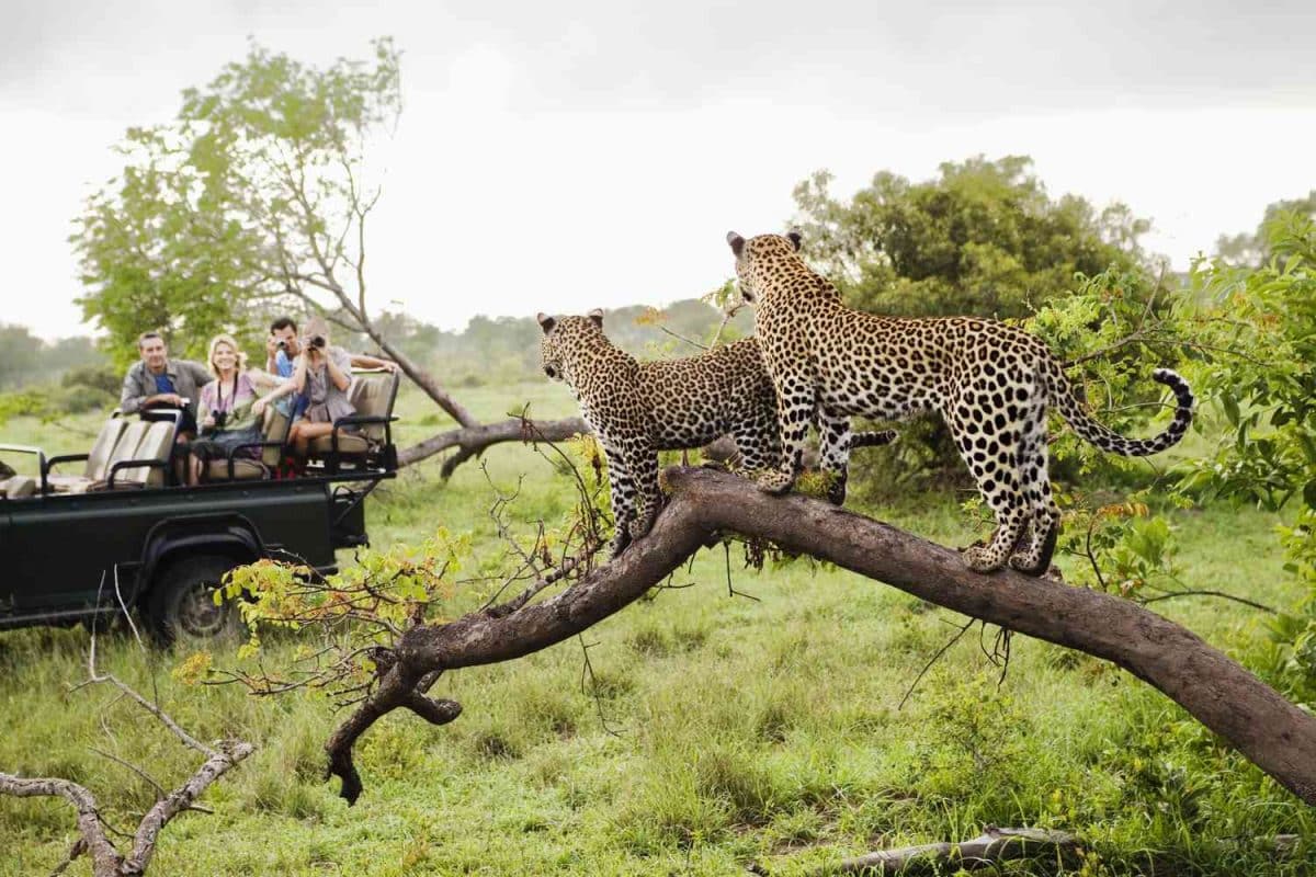 Southern Africa National Parks - South Africa - Kruger - Cheetah Safaris