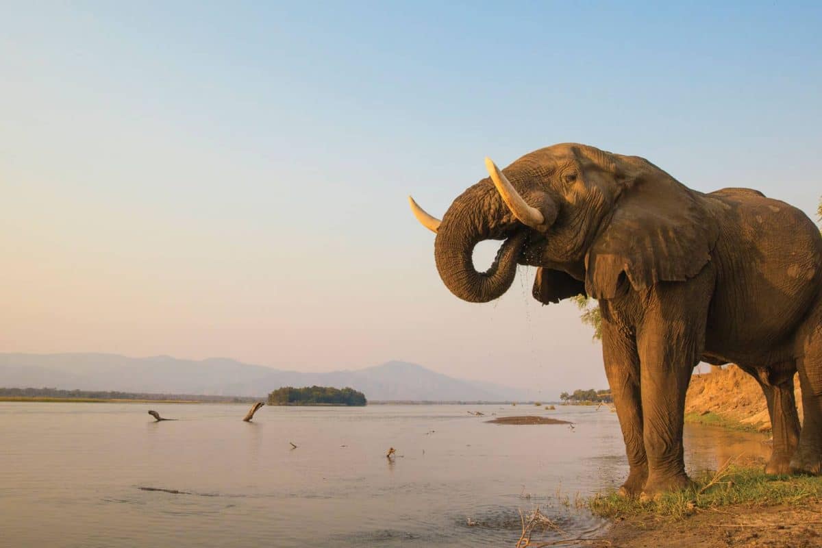 Southern Africa National Parks - Zimbabwe - Mana Pools - Cheetah Safaris