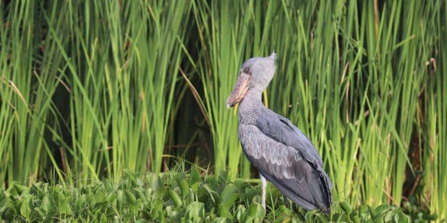 Semliki Wildlife Reserve - Uganda National Parks