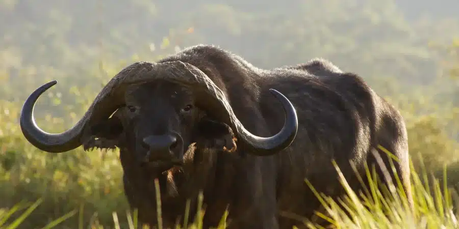 Aberdares National Park