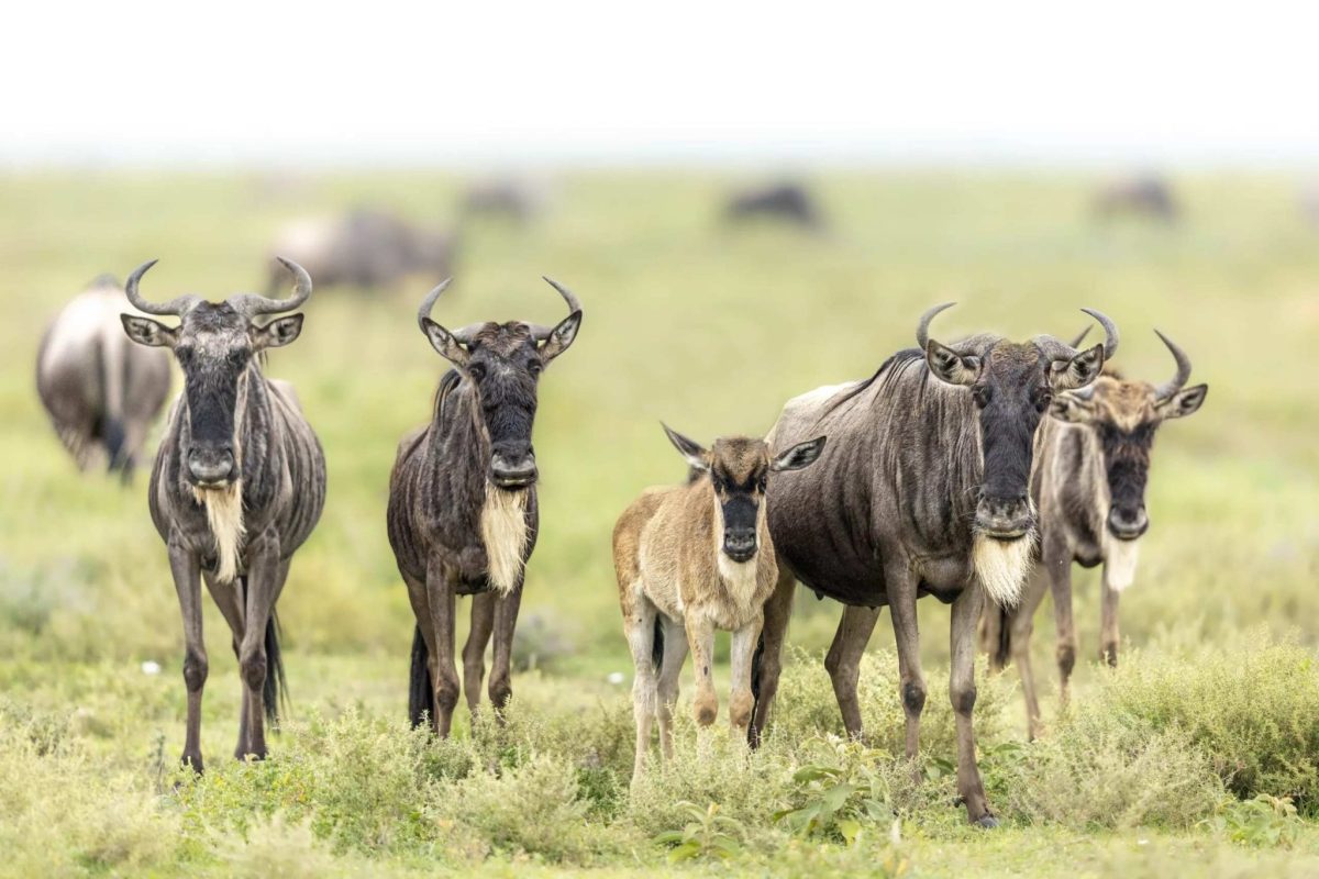 Wildebeest Calving in Serengeti - Tanzania Great Migration - Cheetah Safaris