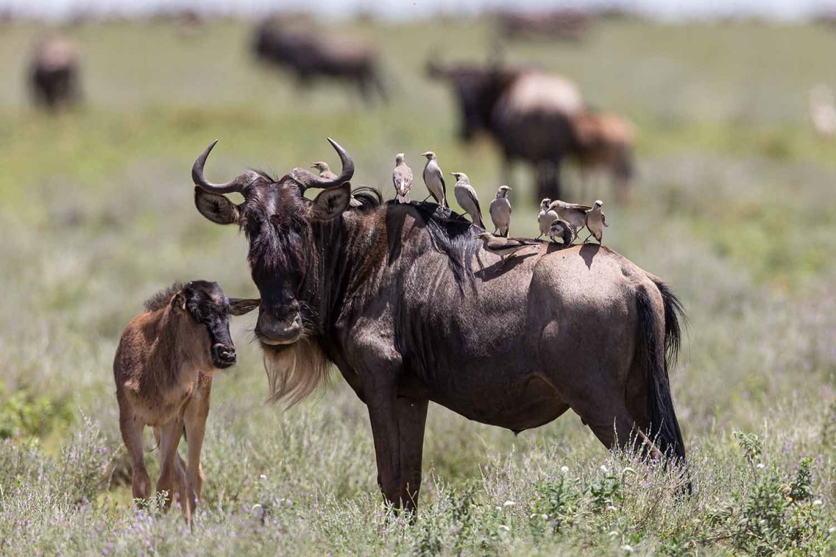 Wildebeest Calving in Serengeti - Tanzania Great Migration - Cheetah Safaris