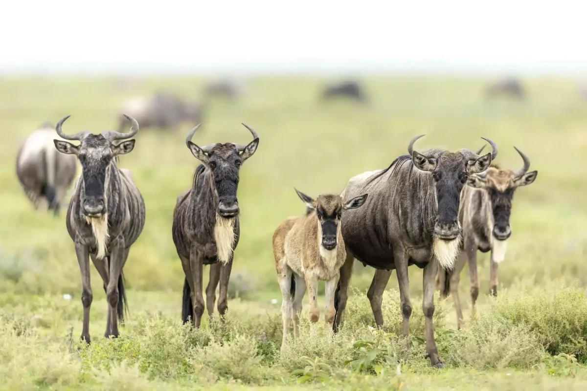 Wildebeest Migration - Wildebeest Calving Safaris - Cheetah Safaris