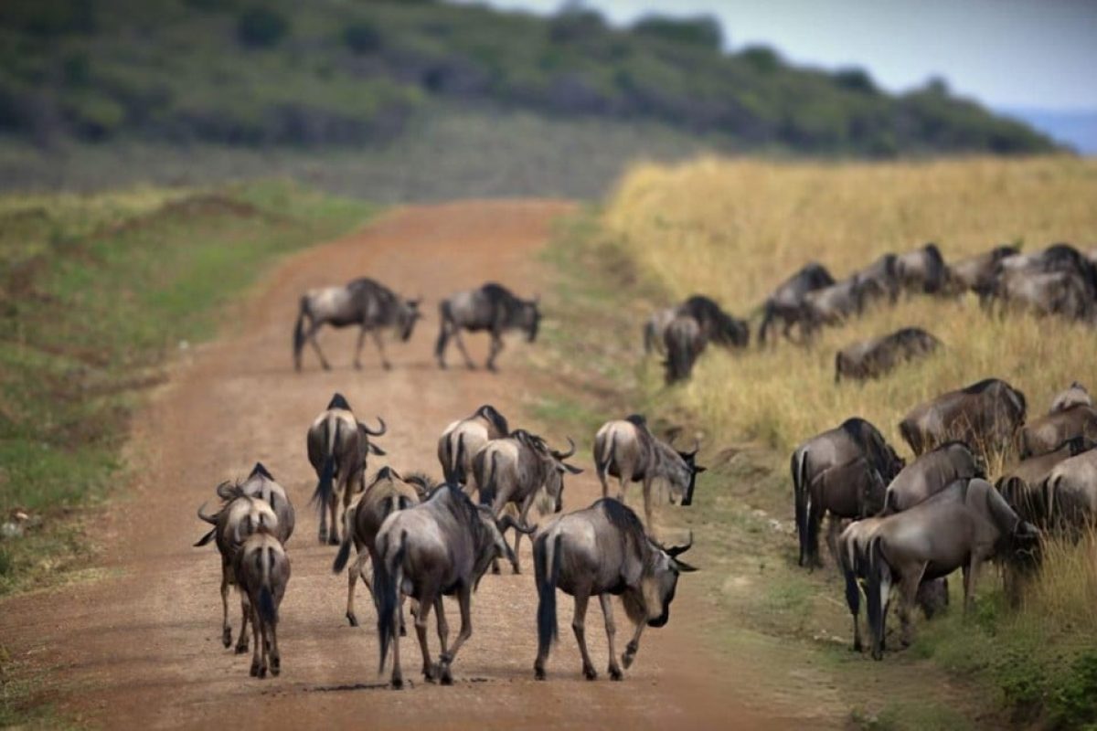 Wildebeest Migration - Masai Mara - Cheetah Safaris