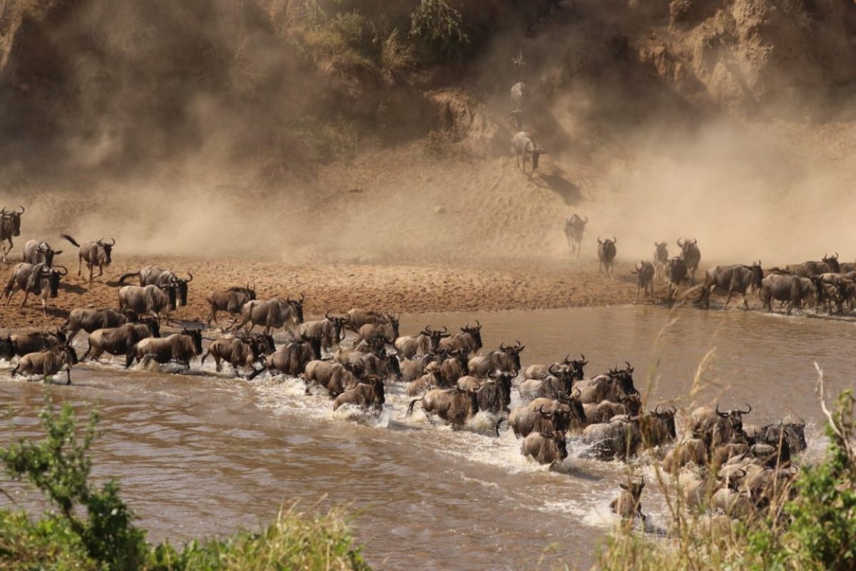 Wildebeest Migration - Masai Mara Crossings - Cheetah Safaris