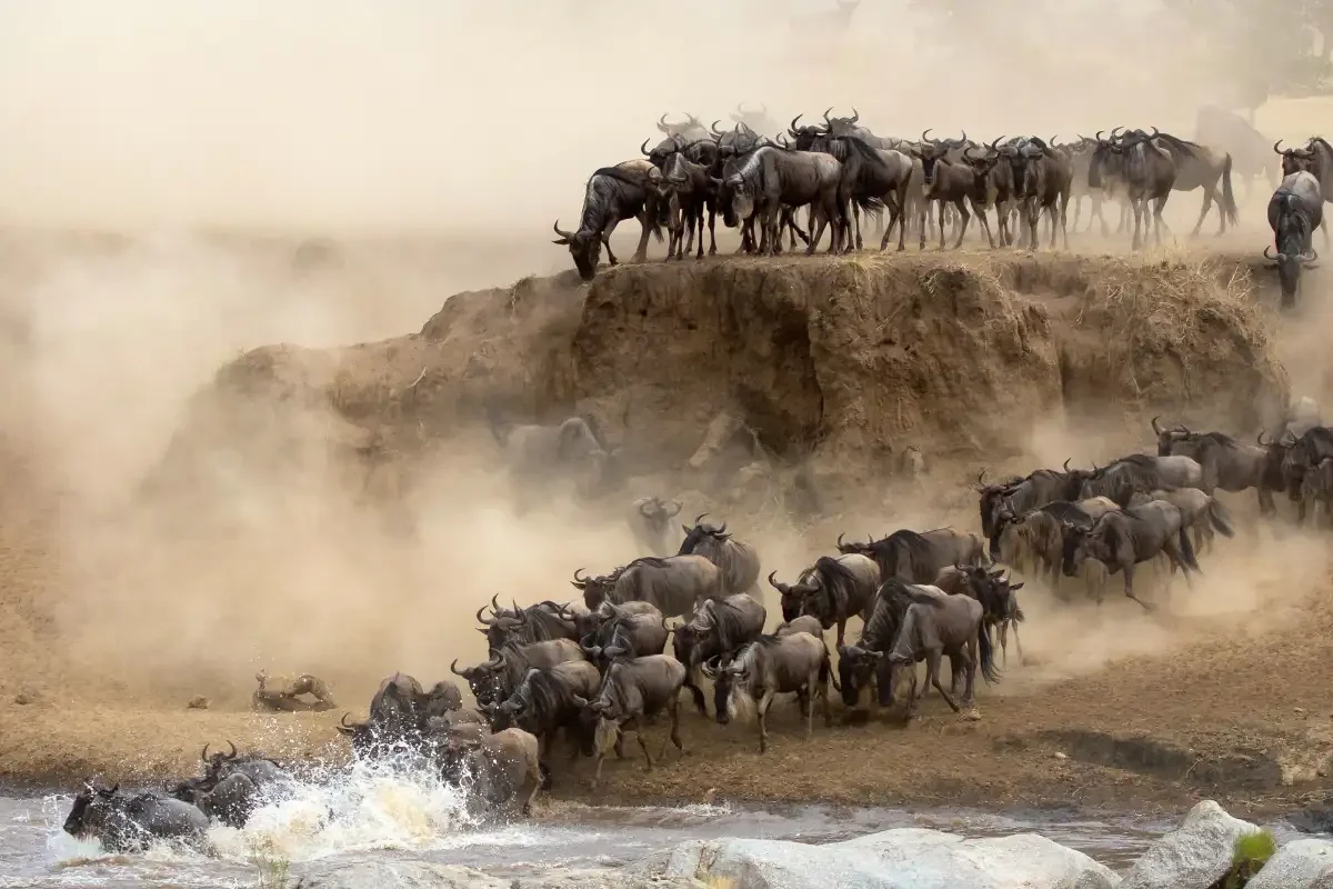 Wildebeest Migration - River Crossings - Cheetah Safaris