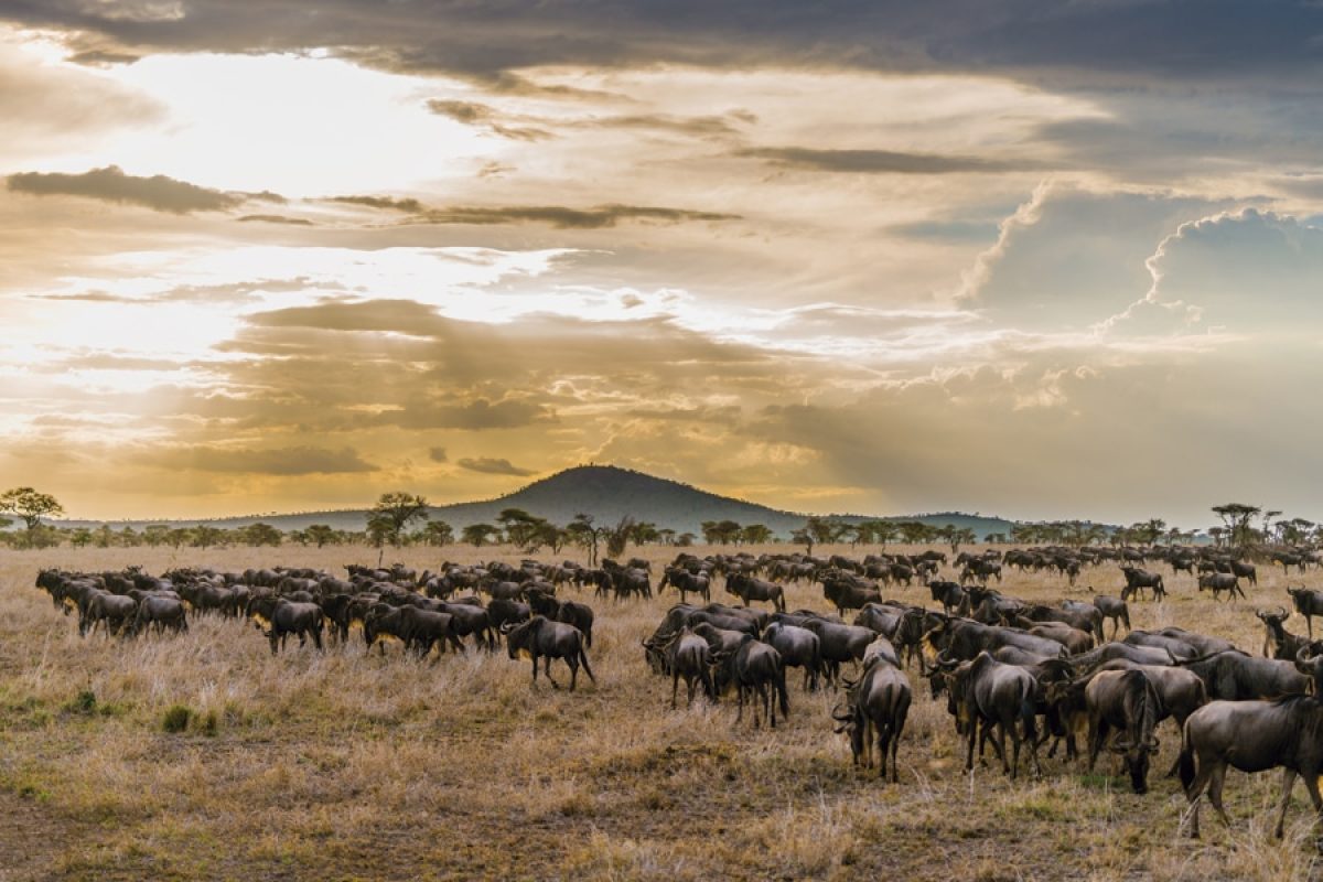Wildebeest Migration - Serengeti - Cheetah Safaris