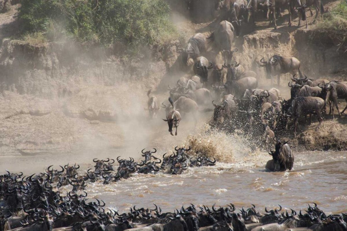 Wildebeest Migration - Serengeti River Crossings - Cheetah Safaris
