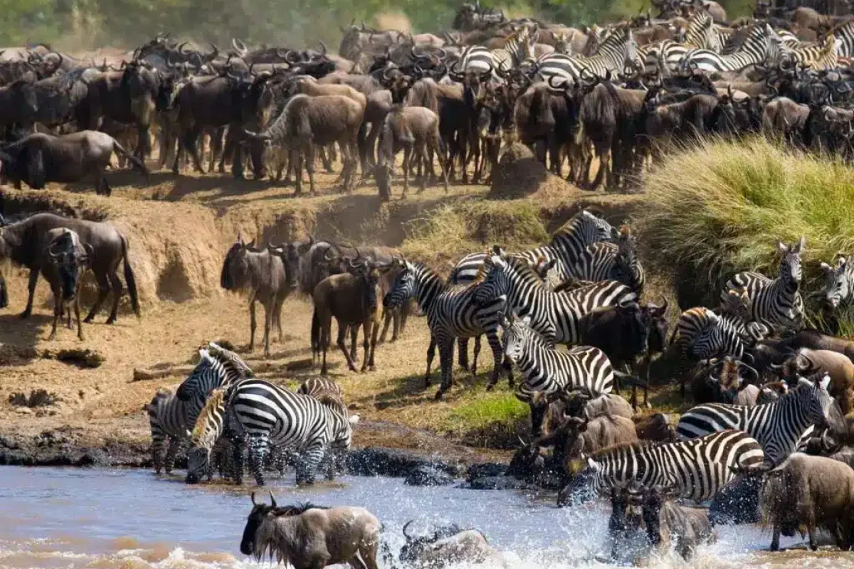 Wildebeest Migration - Serengeti and Masai mara - Cheetah Safaris