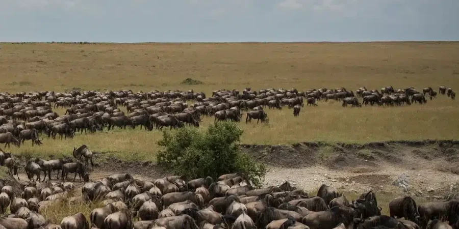 Wildebeest Migration - Serengeti and Masai mara - Cheetah Safaris