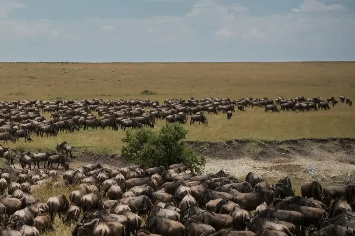 Wildebeest Migration - Serengeti and Masai mara - Cheetah Safaris