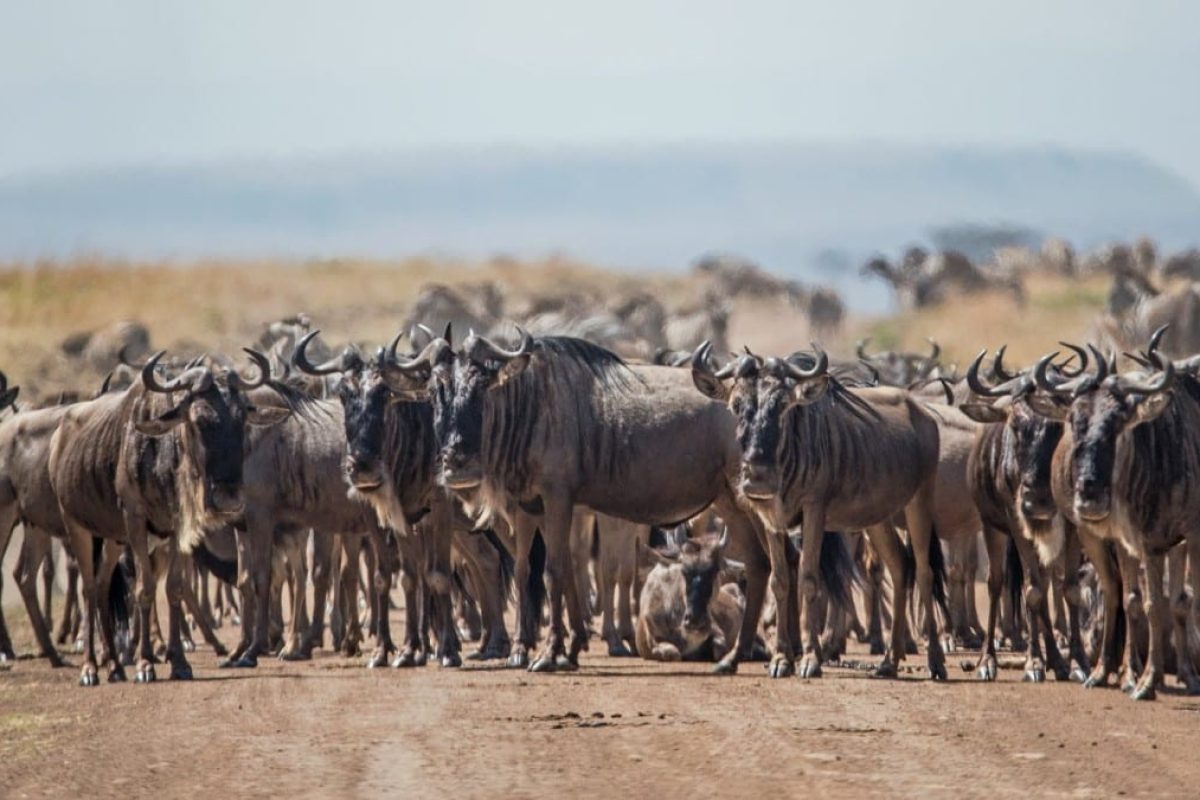 Wildebeest Migration - Wildebeest Calving - Cheetah Safaris 1