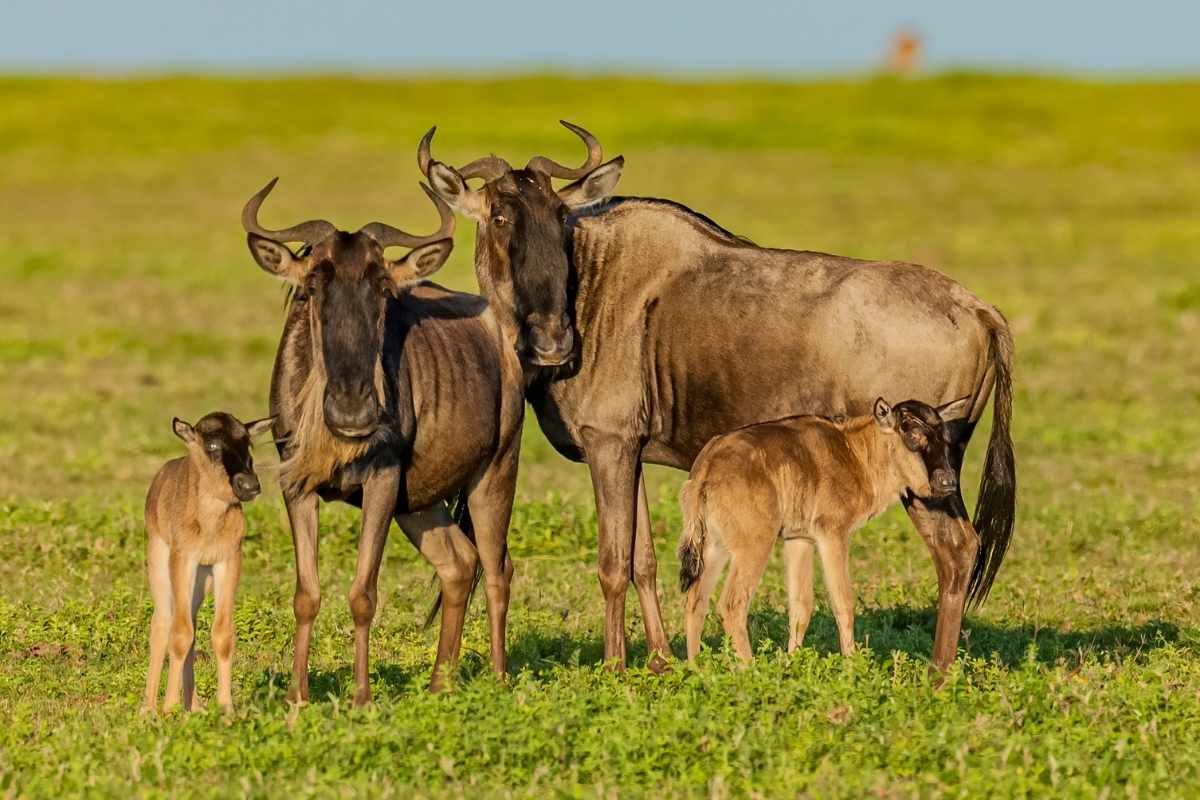 Wildebeest Migration - Wildebeest Calving - Cheetah Safaris