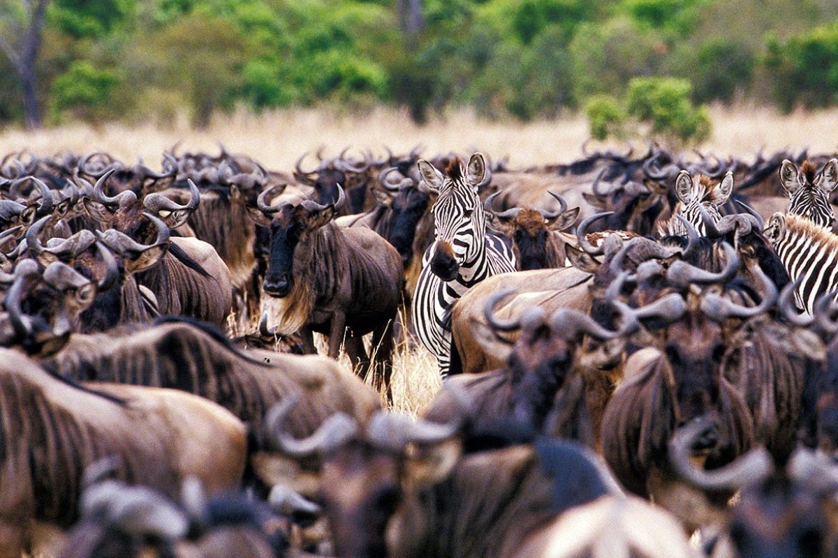 Wildebeest Migration - Wildebeest Calving Safaris - Cheetah Safaris
