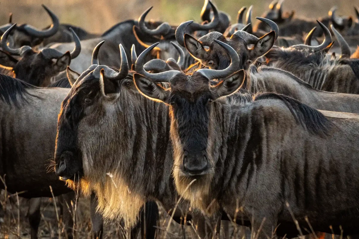 Wildebeest Migration - Wildebeest Calving Safaris - Cheetah Safaris