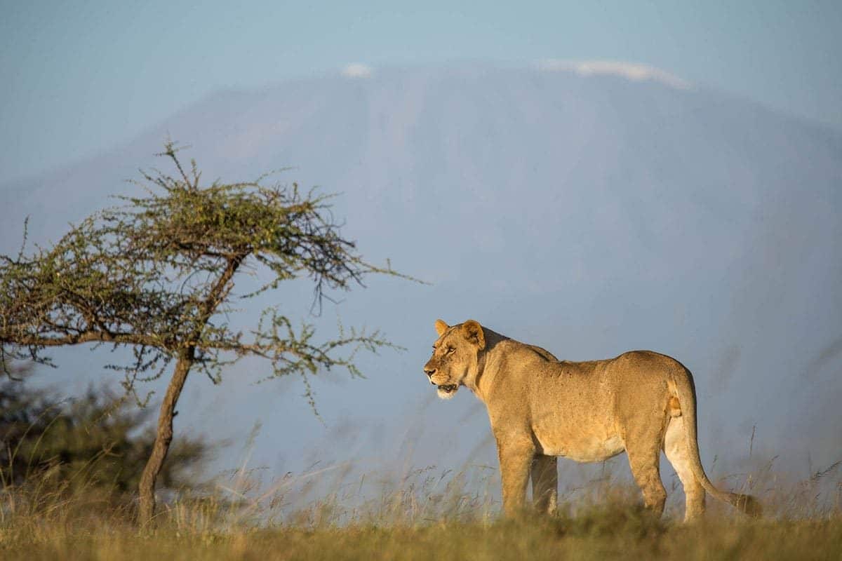 Wildlife Conservation Safaris - Big Life - Cheetah Safaris