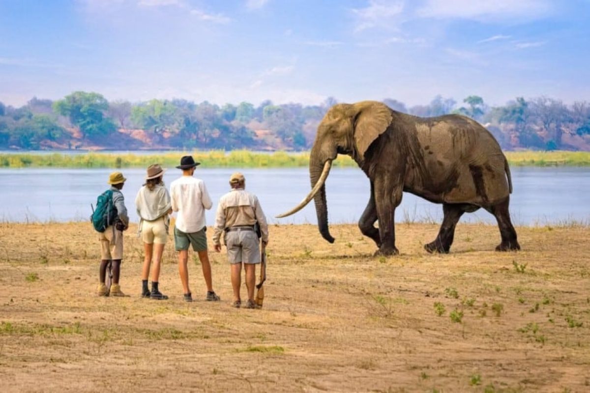 Zambia Safaris - African Safaris - Cheetah Safaris