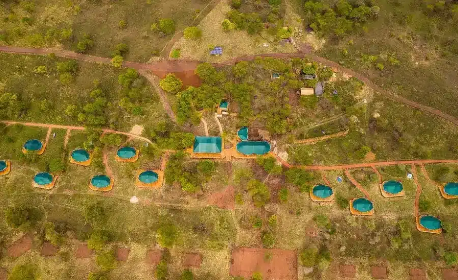 Serengeti Acacia Central