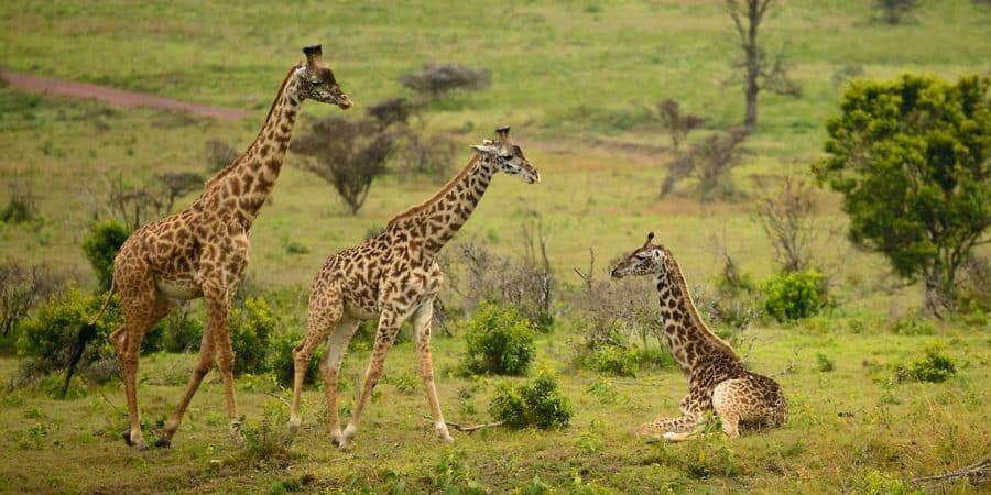 Arusha National Park