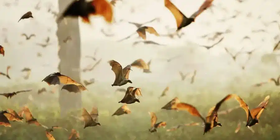 Kasanka National Park