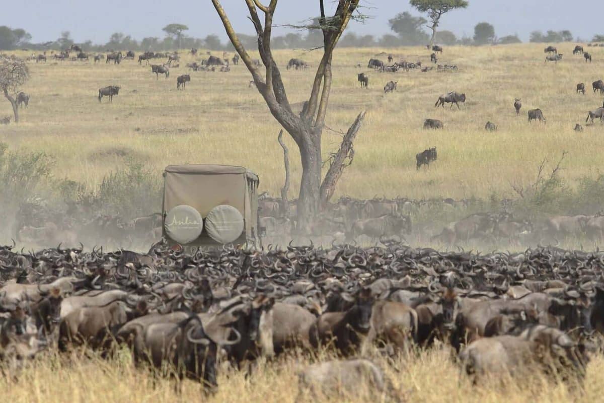 Wildebeest Migration Safaris in Kenya and Tanzania Masai Mara Safaris - Serengeti Safaris- Cheetah Safaris